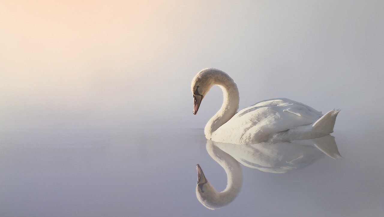 Spellbinding Final Chapter of 'The Swan Princess' Series Arrives