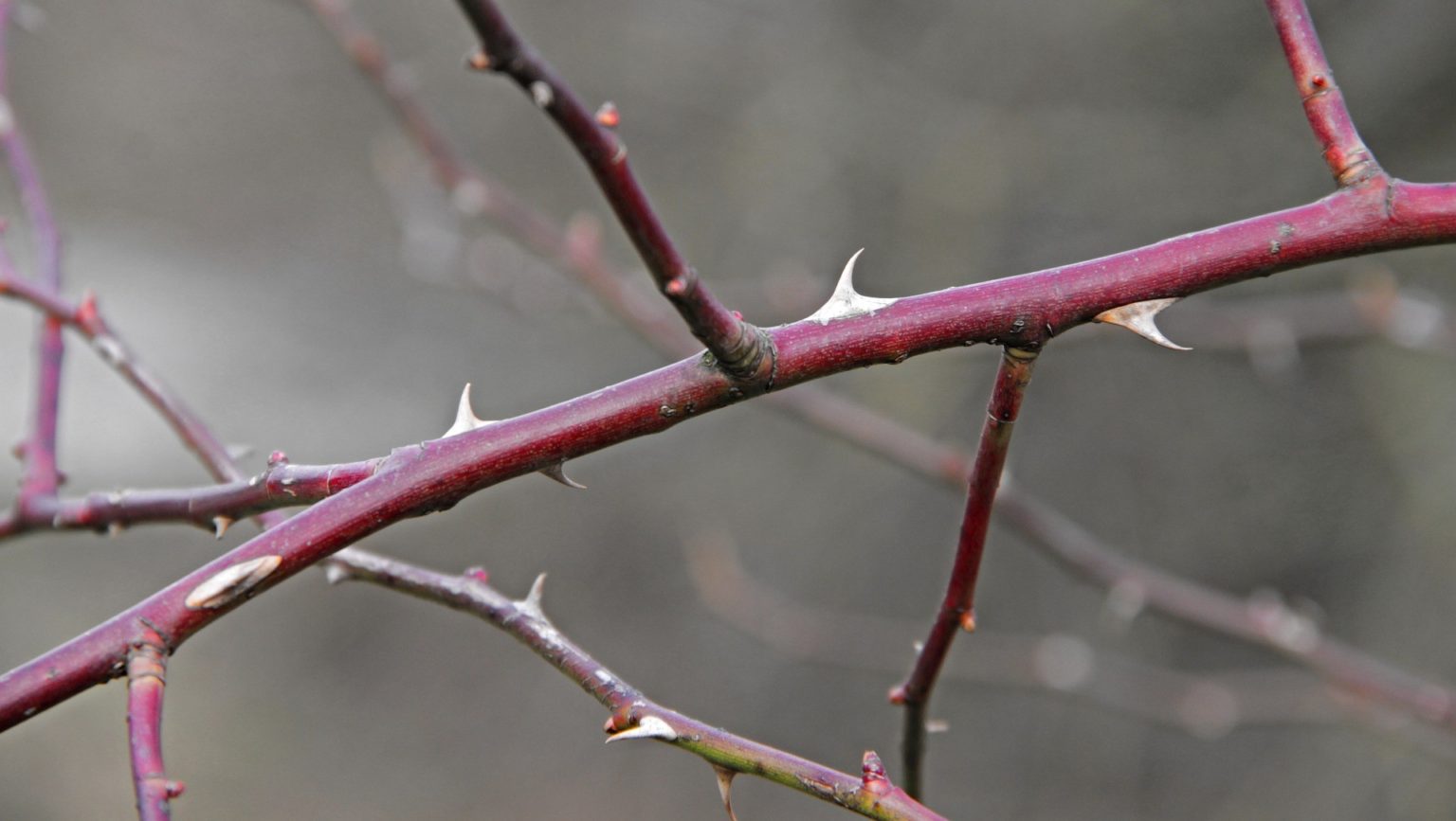 На четырех фотографиях ветка. Тонкая веточка фото. Thorny Branches. Фото колючих веток. Ключевые ветки фото.