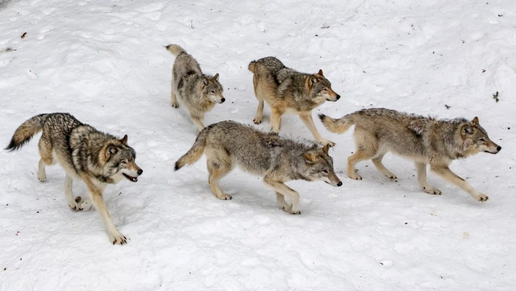 Wolves Hunting in a Pack