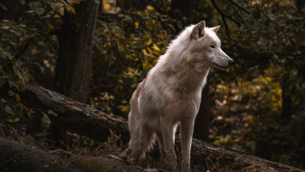 Fairy Tales with Wolves