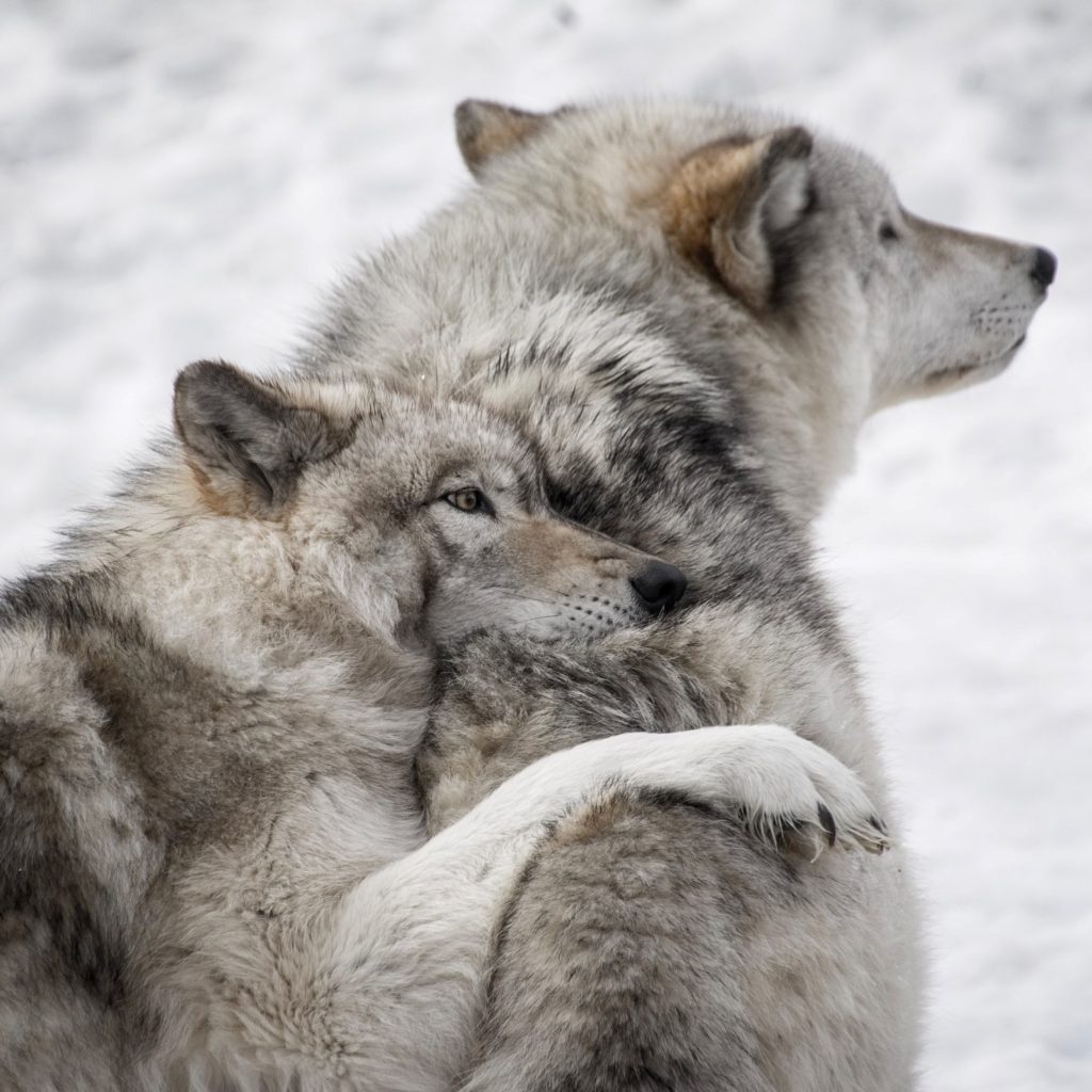 Two Wolves Snuggling