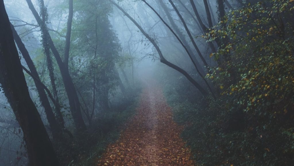 The dark, creepy fairy tale forest