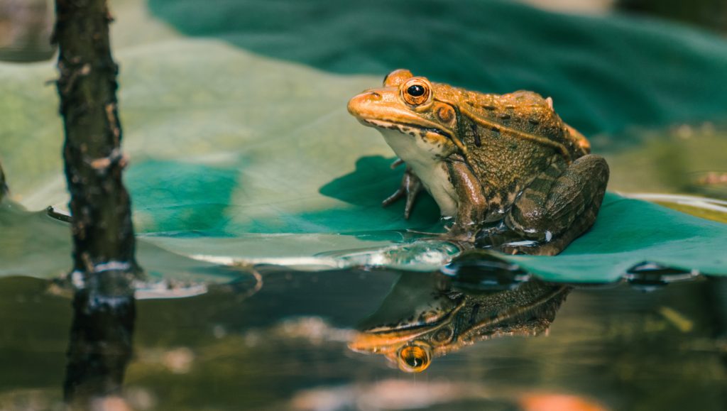 The Frog Bride