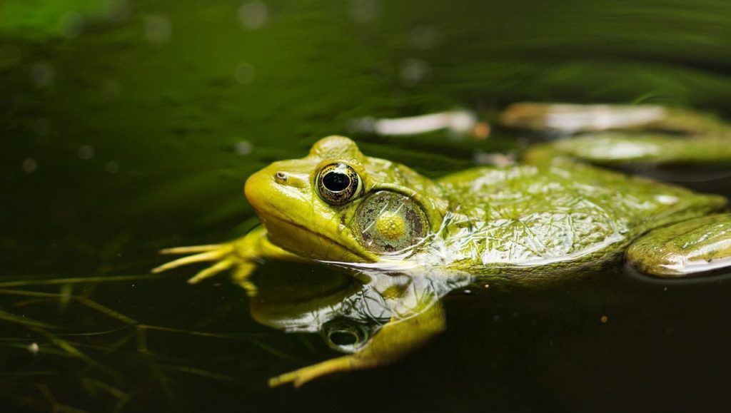 The Slimy Frog Prince