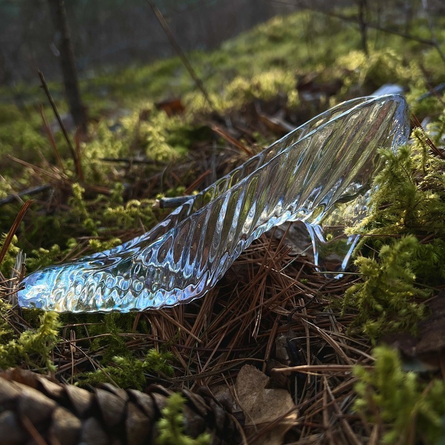The Glass Slipper in the Woods