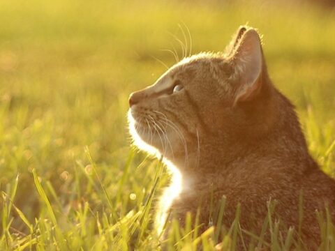 Cat in the Sunshine