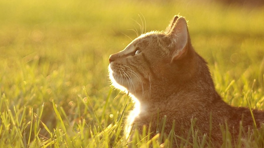 Cat in the Sunshine