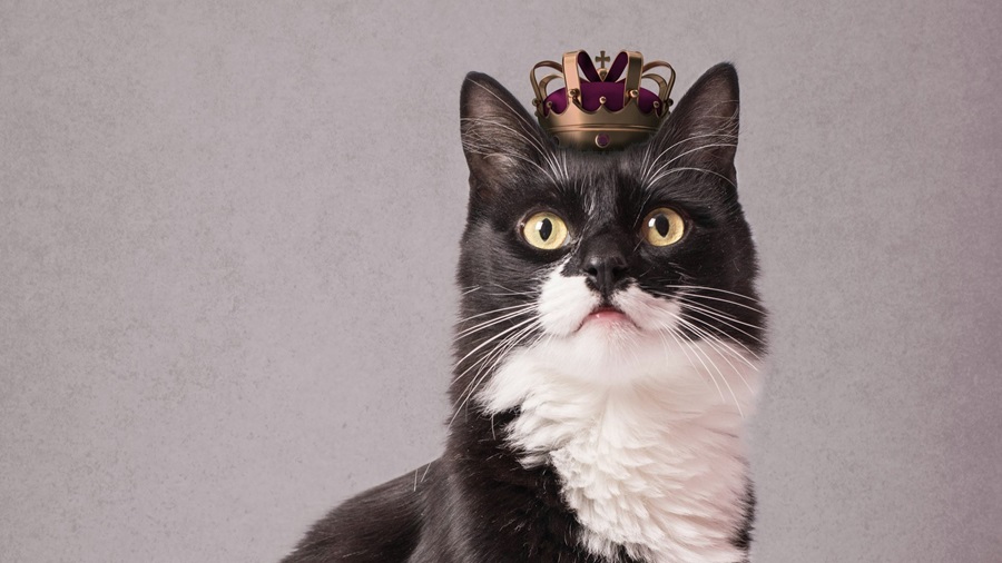 Puss in a Crown