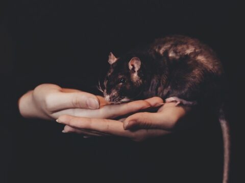 Hands Holding a Rat