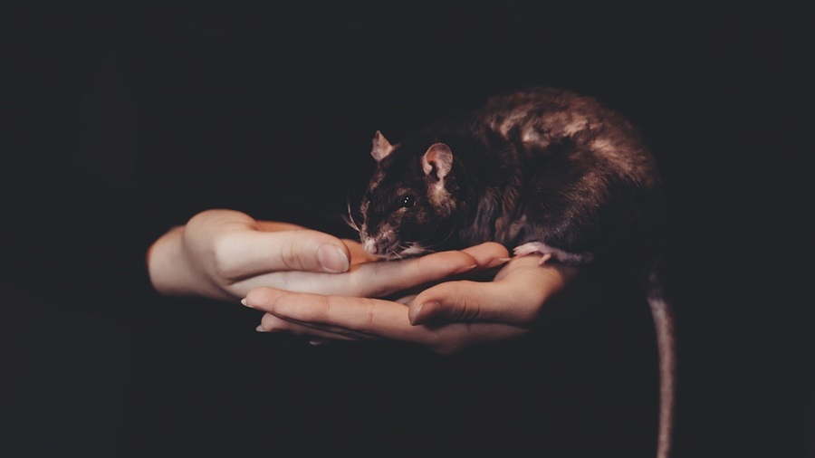 Hands Holding a Rat