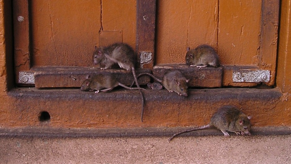 Rats on a Window Sill