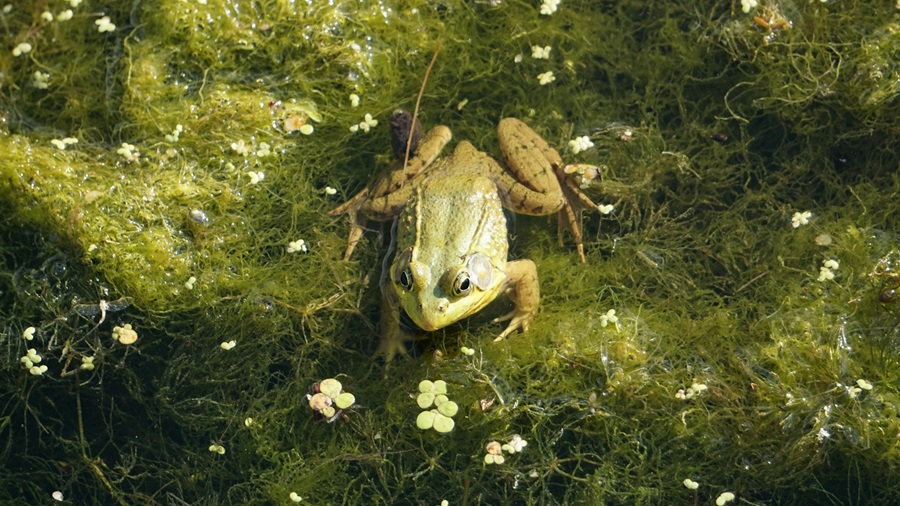 Frog in the Grass