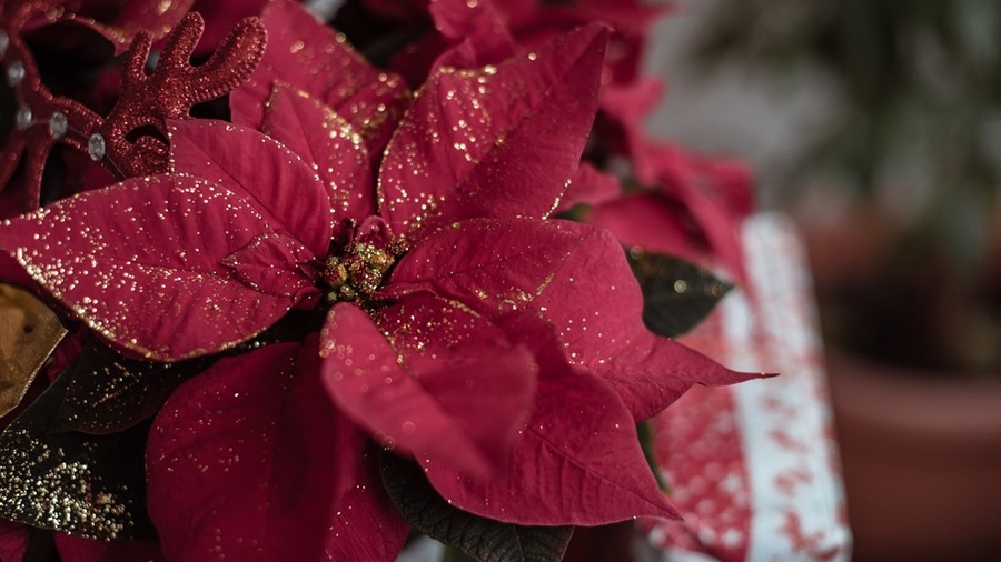 Red Poinsettia Flower