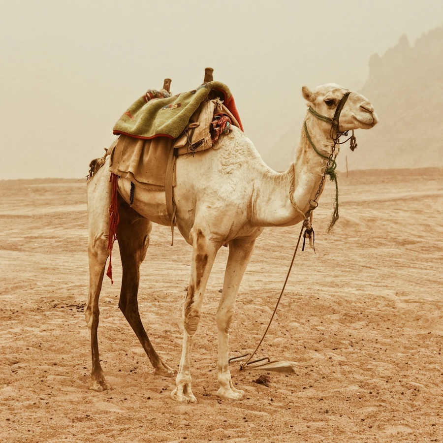 White camel in the desert